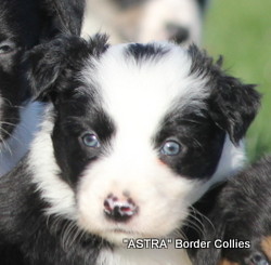 Black and white MALE border collie puppy